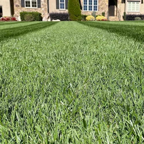 Vista 3 de Envy Turf Type Tall Fescue Grass Seed (50 lbs.) - 100% Weed Free - Drought Tolerant