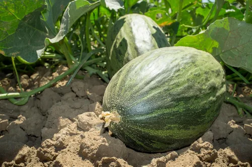 Vista 4 de 50 PIEL de SAPO Melón Santa Claus Navidad Melón Verde Amarillo Cucumis Melo Semillas Frutas