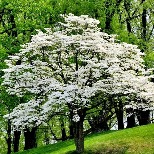 Vista 7 de 20 semillas de cornejo en flor Hermosas semillas de árbol en flor para plantar - Cornalina
