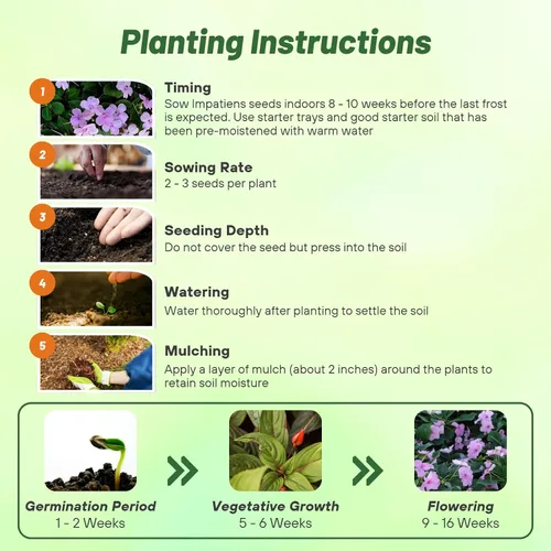 Vista 4 de Outsidepride Extreme Lavender Impatiens - Semillas de flores – 100 piezas anuales, compactas y aptas para polinizadores, semillas de Impatiens