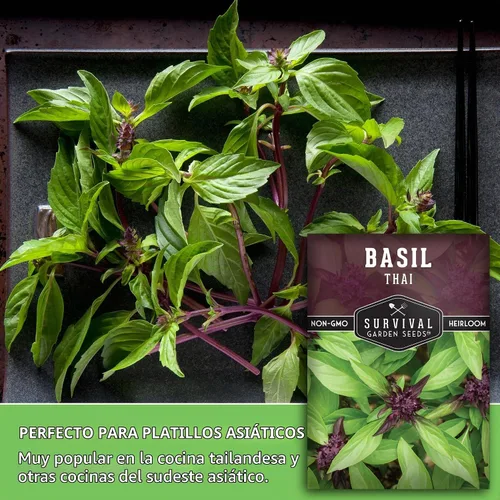 Vista 5 de Semillas de albahaca tailandesa para plantar, semillas de jardín