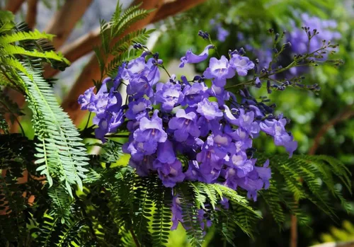 Vista 2 de 25PCS Jacaranda Semillas de árbol Jacaranda Mimosifolia Spring Bloom Semillas de flores