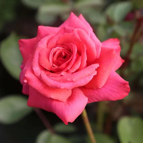 Vista 11 de Rosas trepadoras de reliquia, planta de raíz propia viva para jardín al aire libre, Aloha, muy fragantes, zonas de rusticidad 5 a 10, floración