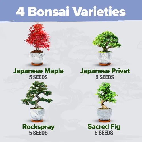 Vista 3 de HOME GROWN Kit de Árbol Bonsái – Juego Inicial Premium de Cerámica con 4 Variedades de Bonsái – Fácil Regalo de Jardinería Interior para Hombres