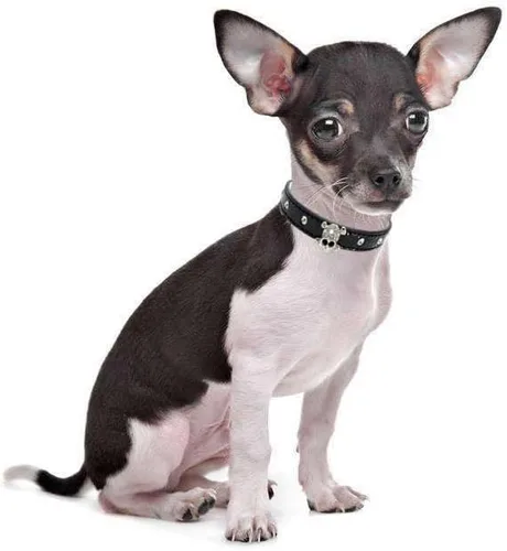 Vista 3 de Collar de piel con diamantes de imitación de cráneo y diamantes de imitación de piel para mascotas pequeñas para perros y gatos (XS, negro)