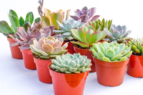 Vista 5 de Suculentas grandes y coloridas para exteriores – Surtido de 4 pulgadas – Plantas suculentas vivas para exteriores – Grandes suculentas vivas