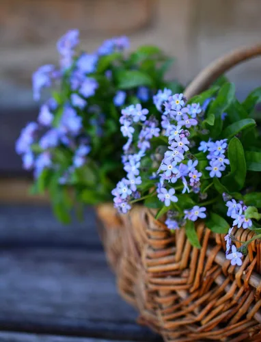 Vista 3 de Juego de 50 semillas Forget-Me-Not, selladas individualmente, paquetes de semillas diseñados especialmente, semillas sin OMG y reliquia, celebra