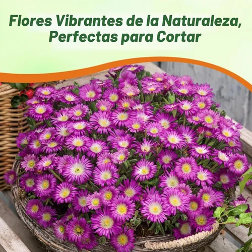 Vista 6 de Outsidepride 100 semillas perennes Delosperma Cooperi Ice Plant Table Mountain Ground Cover Seeds para plantar