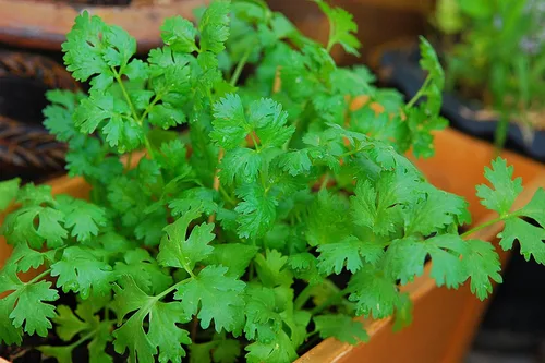 Vista 6 de Más de 500 semillas de cilantro para plantar - Semillas de hierbas autóctonas sin OMG cultivadas en EE. UU. en embalaje protector premium - También