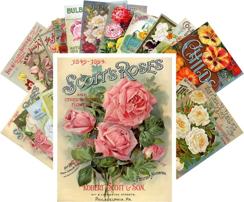 Vista 14 de PIXILUV Johann - Postales vintage (24 unidades), diseño de flores salvajes, jardín, aun vida, arte de pintura de museo antiguo, reimpresión