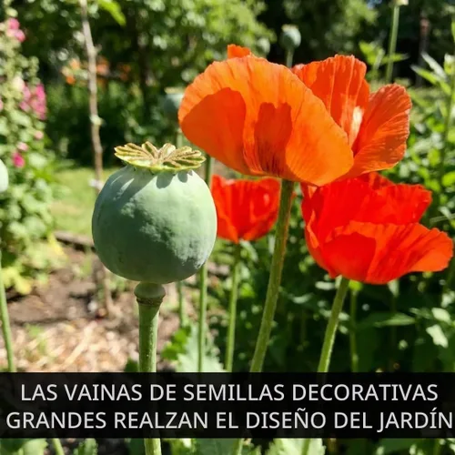 Vista 6 de Amapolas Exóticas Variedades de Semillas de Amapola El Gigante (500 Semillas) Papaver Somniferum
