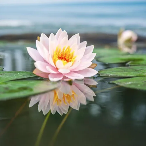 Vista 4 de 160 semillas de loto de colores mixtos para plantar, loto bonsái sin OMG, flor de lirio de agua, plantas acuáticas de fácil cultivo para estanques