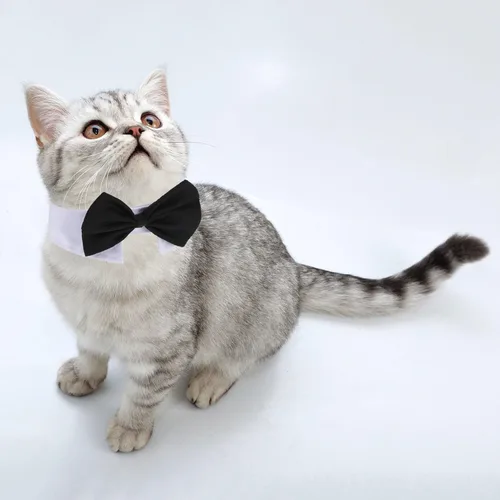 Vista 4 de Shappy - 3 piezas de corbatín ajustable para gatos, corbatín para boda, disfraz de mascota, corbata de moño, collar de esmoquin para perros