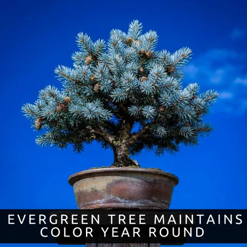 Vista 3 de Semillas de abeto azul para bonsái (paquete de 30) – Árbol de hoja perenne miniatura de abeto azul de Colorado – Picea pungens glauca – Pasatiempo