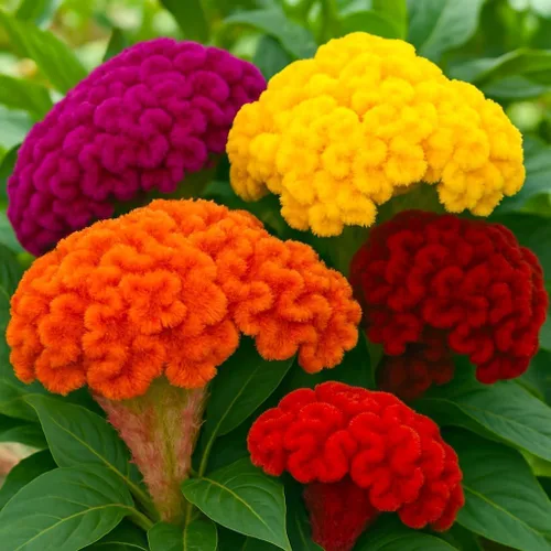Vista 2 de 300 piezas de semillas de flores mixtas de celosia Cockscomb - Semillas anuales sin OMG, período de floración prolongado, prospera a pleno sol