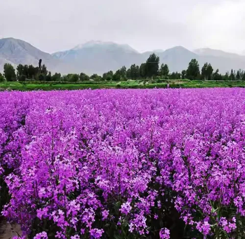 Vista 2 de 500 semillas de flores de color violeta dulce para plantar al aire libre sin OMG