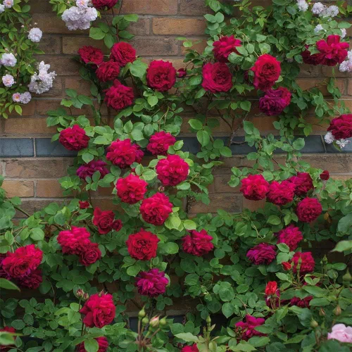 Vista 2 de Rosas trepadoras inglesas de reliquia, planta de raíz propia viva para jardín al aire libre, Tess of the d'Urbervilles®, Moderadamente fragante