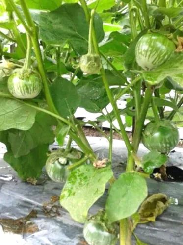 Vista 2 de Semillas redondas de berenjena verde tailandesa Solanum Melongena Semilla de berenjena asiática