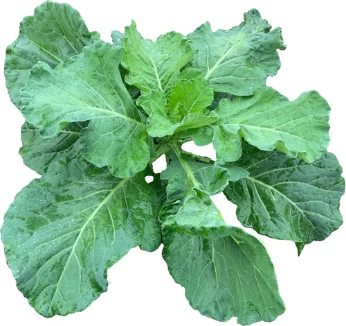 Vista 19 de 50 Hale's Best Cantaloupe Seeds for Planting - Sweet Aromatic Heirloom, Non-GMO, USA Grown by RDR Seeds