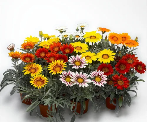 Vista 3 de Semillas Treasure Flower Mix (Gazania) Flores anuales para plantar