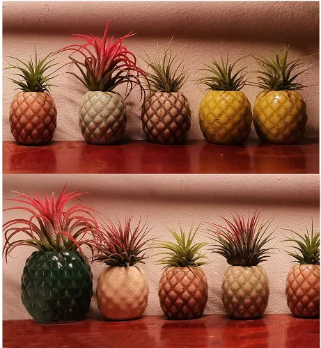 Vista 4 de Paquete de 4 soportes únicos para plantas de aire, lindo soporte de pared para plantas de aire de piña, soportes de cerámica Tillandsia para plantas