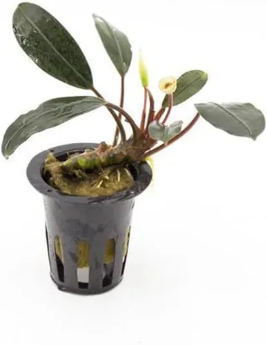 Vista 12 de SubstrateSource Bucephalandra Brownie Phantom - Planta de acuario viva – Decoración natural de pecera de agua dulce, decoración acuática
