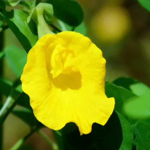 Vista 7 de Semillas de flor de guisante de mariposa para plantar, 35 semillas de Clitoria mixtas, semillas de clitoria sin OMG para jardín ornamental, bonsái