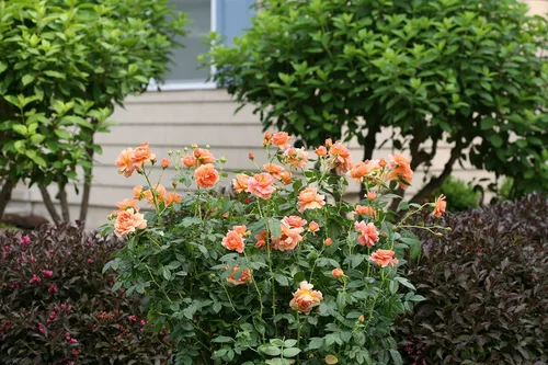 Vista 3 de Proven Winners - ROSA `AT LAST` (Rosa) Rosa, flores naranjas, #2 - Tamaño del contenedor