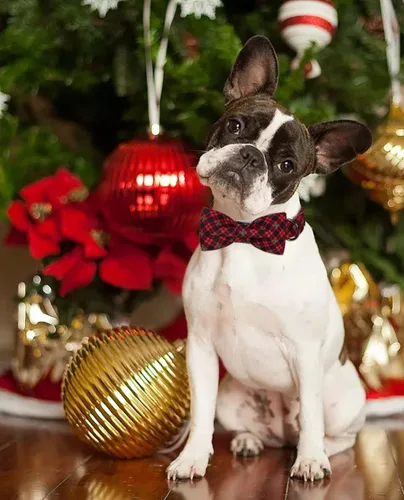 Vista 4 de Lionet Paws Collar de Navidad para perro con corbatín, collar de corbatín para perro con hebilla de metal para perros y gatos, collar ajustable