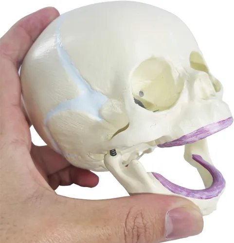 Vista 4 de EVOTECH SCIENTIFIC Modelo de cráneo infantil humano, modelo de cráneo de anatomía fetal de tamaño real para enseñanza médica, herramienta