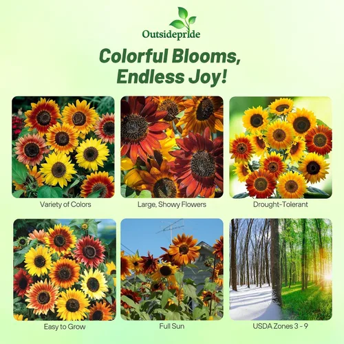 Vista 2 de Outsidepride 1/4 lb. Helianthus Annuus Autumn Beauty - Mezcla de semillas de girasol para plantar