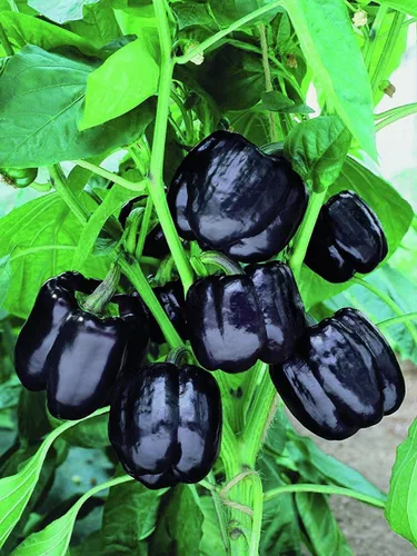Vista 3 de Semillas de caballo negro de pimiento dulce vegetal heredero para plantar semillas gigantes sin OMG 30