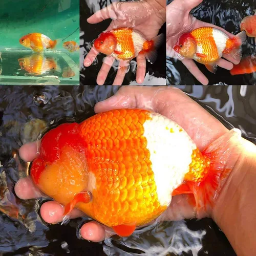 Vista 9 de HULX Goldfish - Pellets de hundimiento de alimentos para gran músculo y aumento de peso masivo, suero mezclado con alto contenido de proteínas, 60%