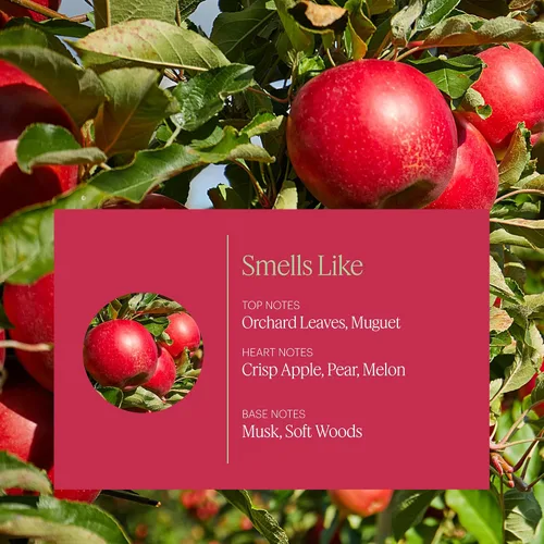Vista 2 de Aera Recambio de aroma de huerto de manzana, aceite mini difusor de manzana Macintosh