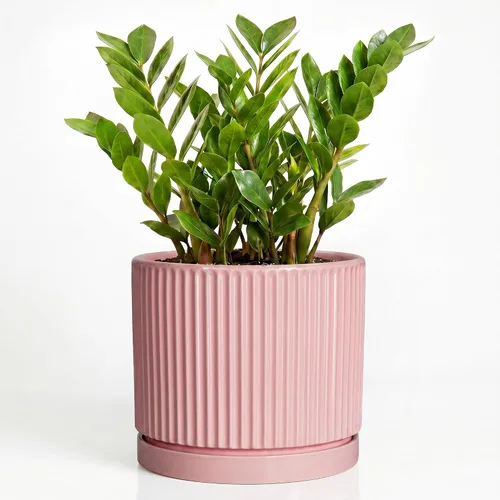 Vista 50 de 8 Inch Flower Pot, Ceramic Planters, Round Plant Pot, Beige