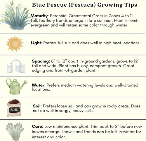 Vista 7 de Clovers Garden Festuca azul (Festuca Elijah Blue) - Dos (2) plantas vivas - Sin OMG - Sin semillas - Cada una de 4 a 8 pulgadas de alto - en macetas