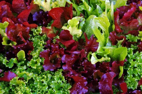 Vista 5 de Mezcla de lechuga de interior 25 días para ensalada Vegetales sin OMG para plantar 1000 semillas