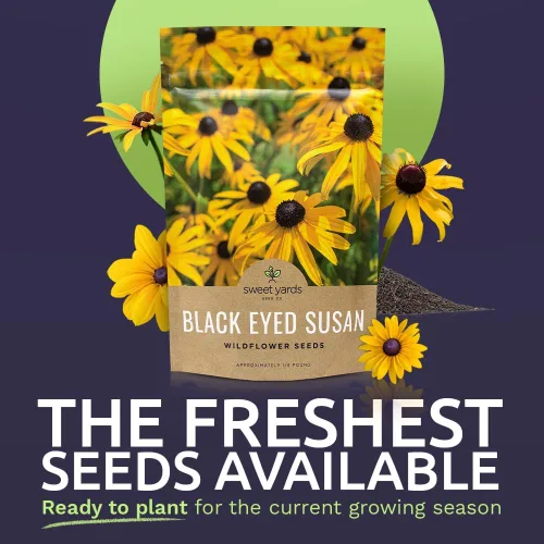 Vista 2 de Black Eyed Susan Seeds - Bolsa a granel de un cuarto de libra - Más de 400,000 semillas de flores silvestres polinizadas abiertas sin OMG