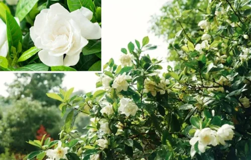 Vista 3 de 100 semillas de Gardenia Jasminiodes Jazmín de Cabo Jazmín aromático Arbusto Semillas tradicionales