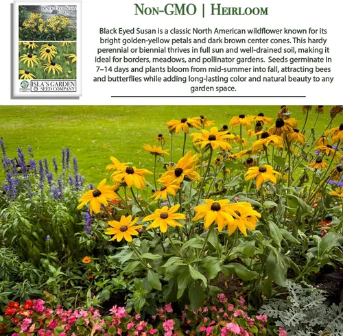 Vista 3 de Semillas de flores Susan de ojos negros, más de 3000 semillas por paquete, flores silvestres amarillas brillantes, nombre botánico: Rudbeckia hirta