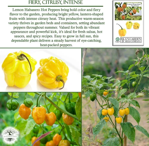 Vista 5 de Semillas de pimiento picante Habañero de limón para plantar, más de 25 semillas de reliquia por paquete, semillas de jardín de Isla