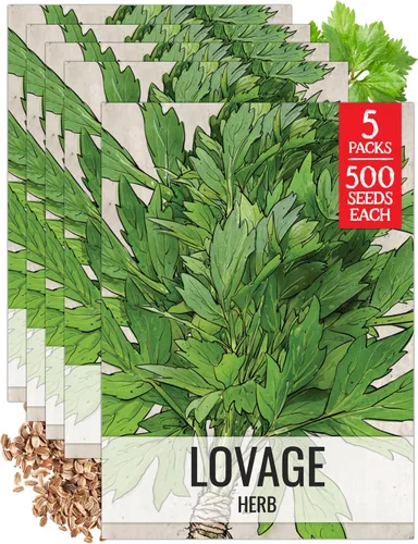 Vista 9 de Seed Needs Semillas de apio para plantar hierbas culinarias tradicionales sin OMG, 2 paquetes