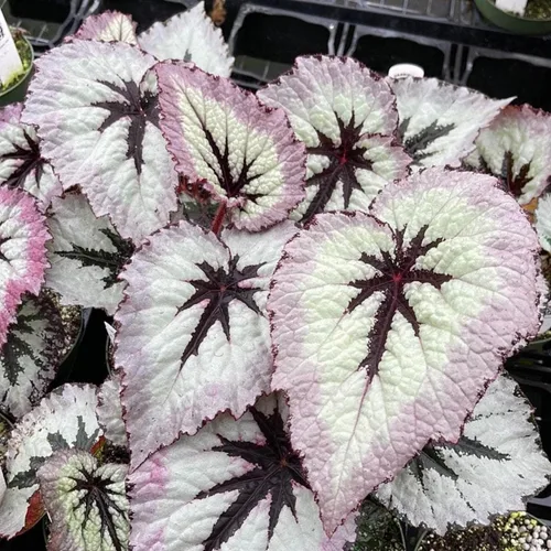 Vista 7 de 2 plantas vivas de Begonia Angel Wing Maculata, tamaño de 5-9 pulgadas de alto, plantas de begonia con lunares surtidas, plantas decorativas