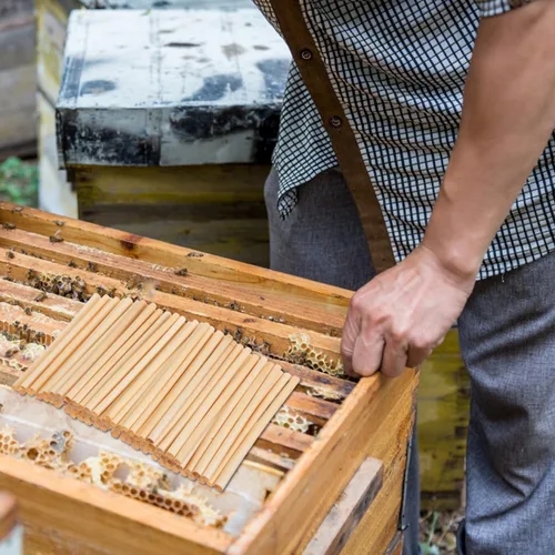 Vista 5 de GANAZONO 500 tubos de nido de abeja para nido de abeja, tubos de repuesto para casa de abejas, tubos de repuesto reemplazables para abejas, tubos