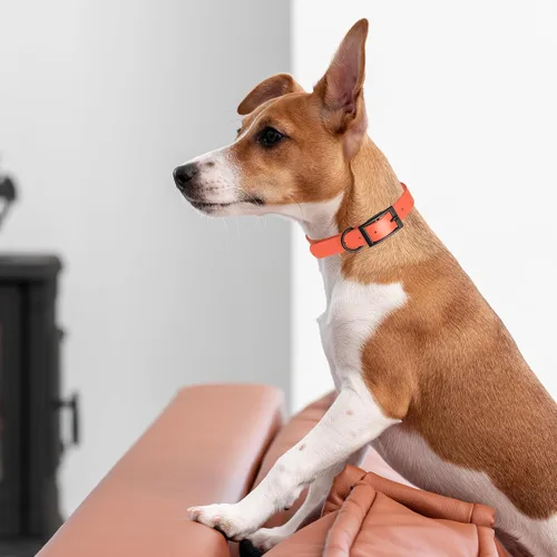 Vista 121 de Dogline Biothane - Collar impermeable para perro con hebilla de liberación rápida, resistente cincha de nailon recubierta con resistente y a prueba