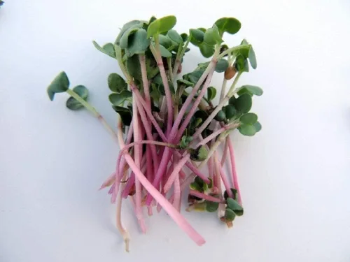 Vista 3 de Marca, mezcla de brotes de rábano dúo, 2 onzas, esta es una mezcla de rábano Daikon y semillas de rábano rojo.
