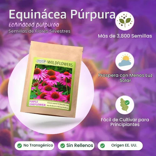 Vista 2 de Semillas de equinácea púrpura para plantar, Echinacea purpurea, 3,800