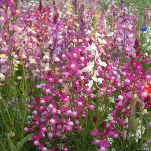 Vista 2 de Toadflax Wildflower 7,500 Semillas (Linaria maroccana) Heirloom - Sin OGM - Polinizado abierto