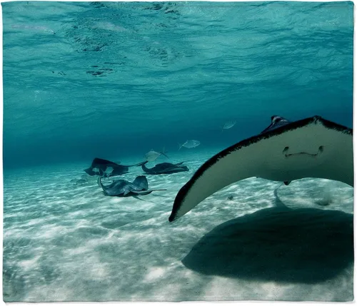 Vista 6 de CafePress Manta Rays - Manta de forro polar súper suave, 60 x 50 pulgadas