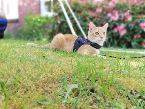 Vista 5 de Mynwood Cat Jacket /Arnés Black Denim Kitten hasta 8 meses